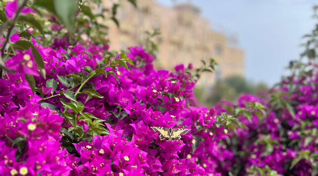 A butterfly perched on vibrant purple bougainvillea flowers in Sicily.